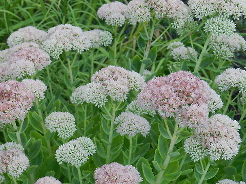Sedum  Geotagged,Hylotelephium spectabile,Sedum acre,United States,showy stonecrop