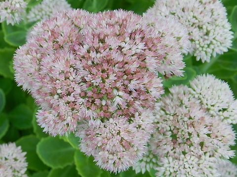 DSCN3946sedum  Geotagged,Hylotelephium spectabile,United States,showy stonecrop