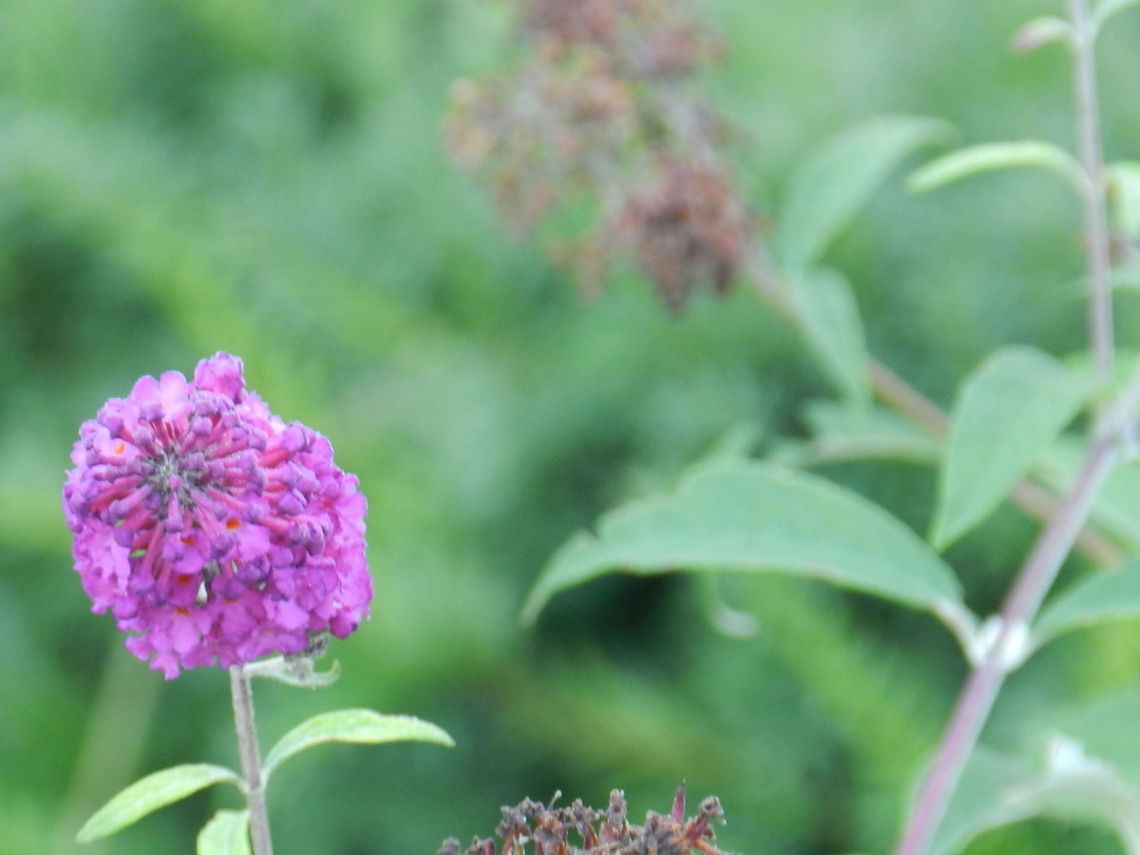 Butterfly bush This is a non native plant in New England that attracts butterflies. A better alternative is the butterfly weed. The butterfly weed is also quite striking and beautiful. It is orange in color. Buddleja davidii,Geotagged,United States