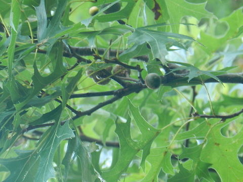 Oak  Geotagged,Northern red oak,Quercus rubra,United States