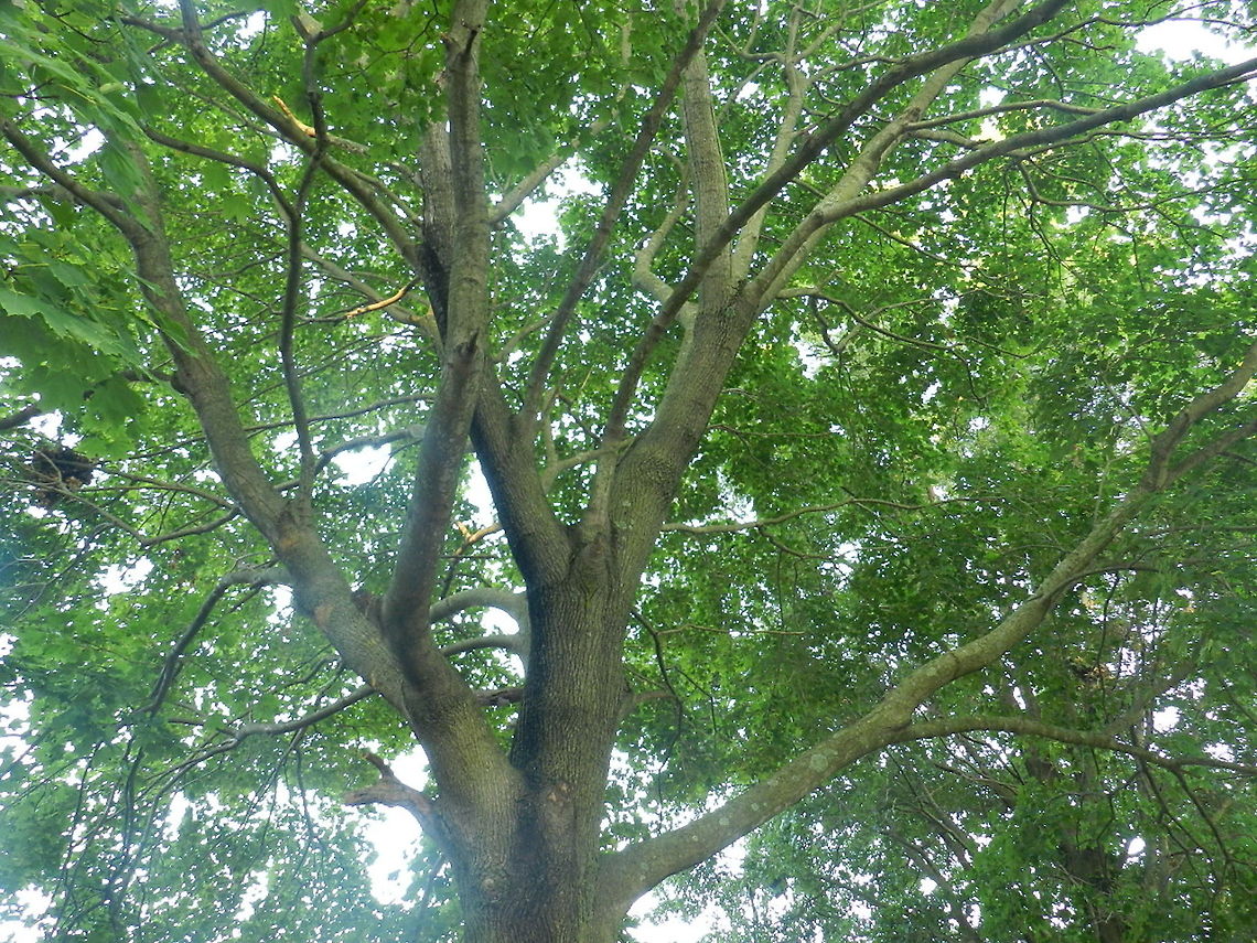 Oak Tree  Geotagged,Northern red oak,Quercus rubra,United States