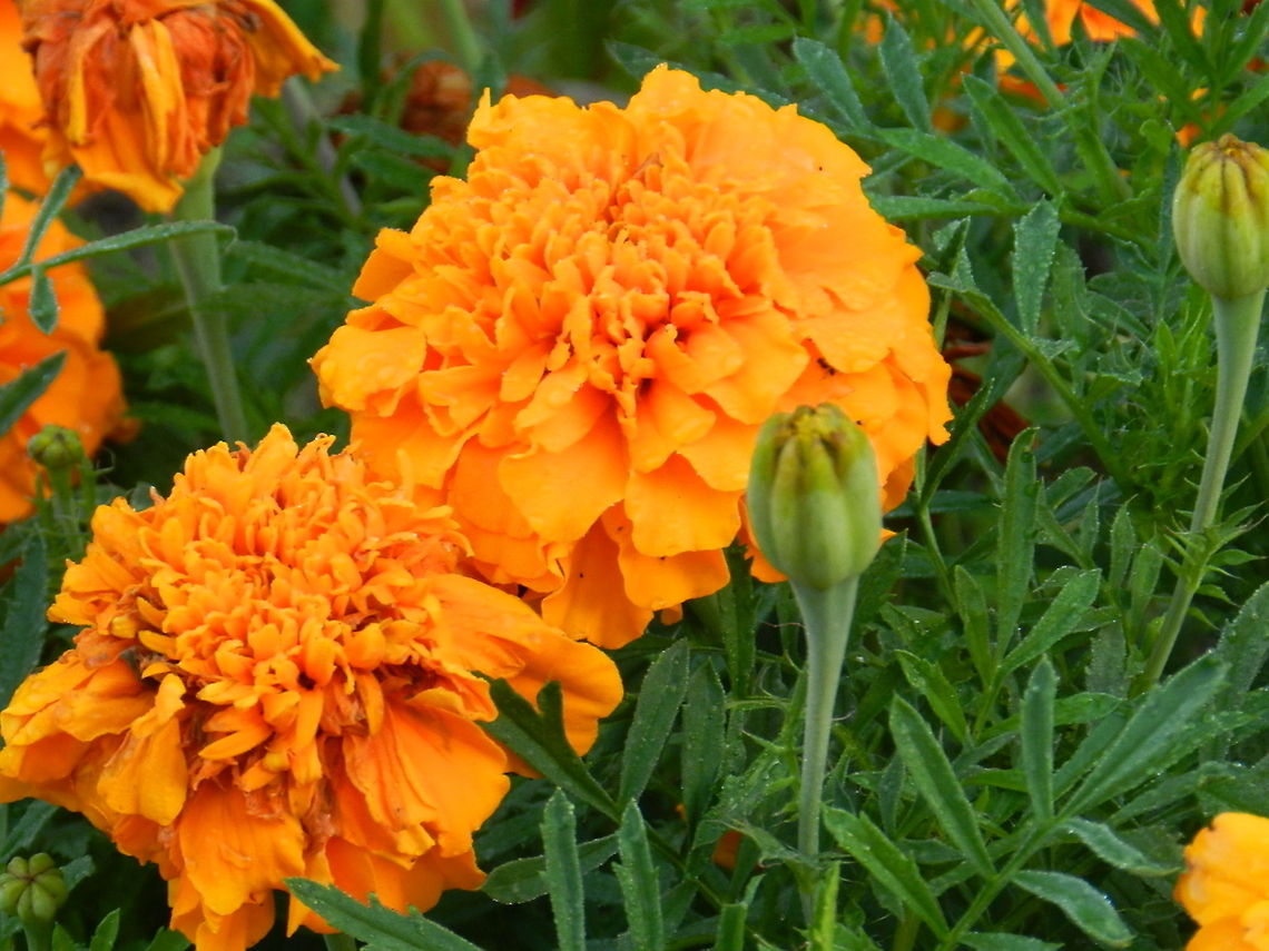 Marigold  Calendula officinalis,French marigold,Geotagged,Pot marigold,Tagetes patula,United States