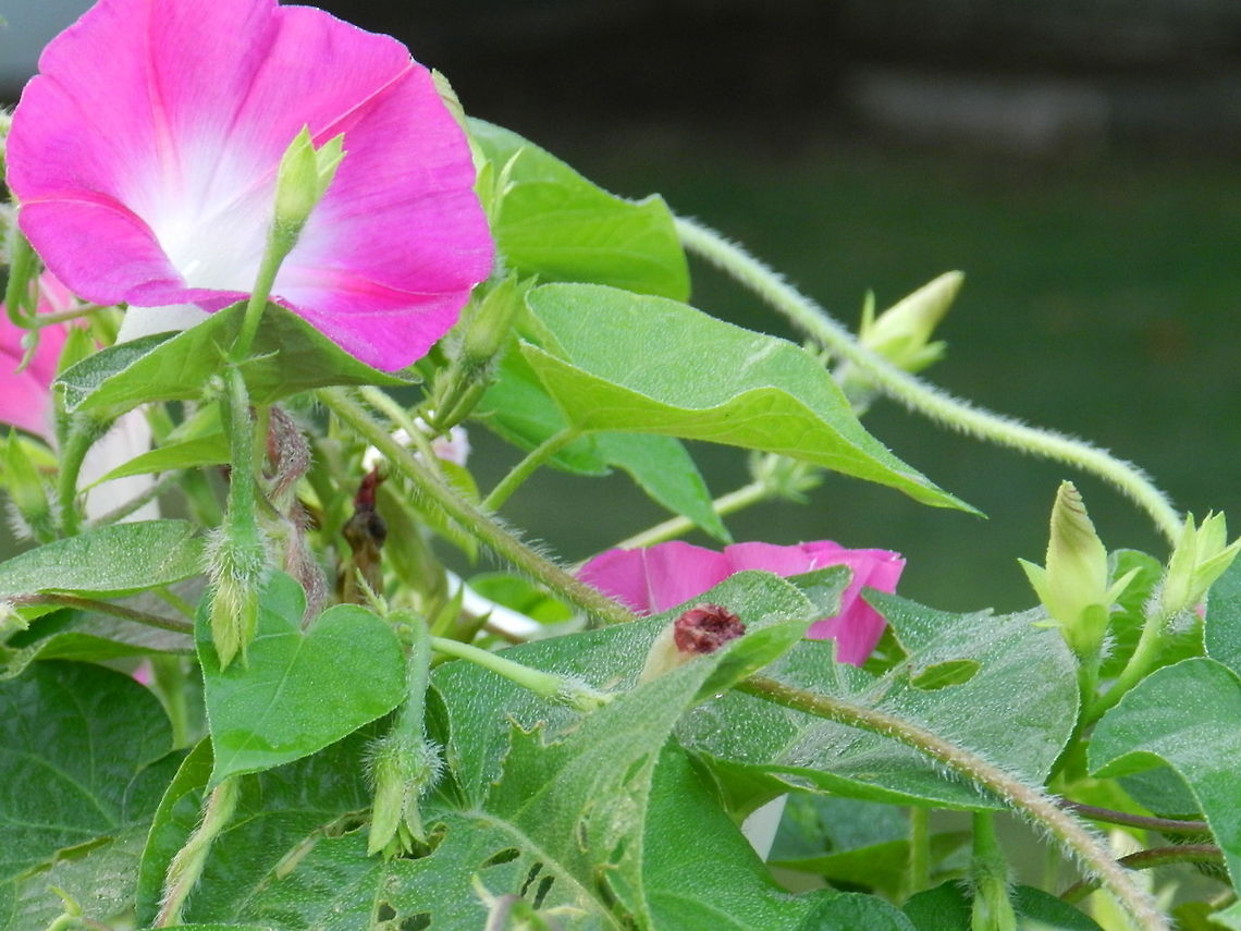 Morning Glory  Common Morning Glory,Geotagged,Ipomoea purpurea,United States