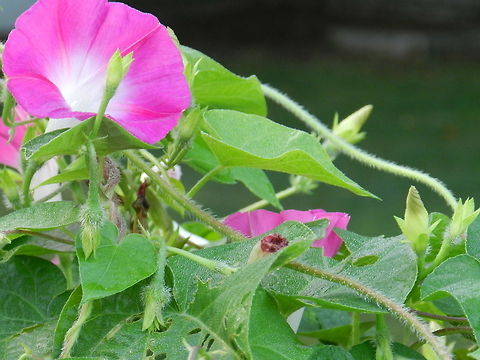 Morning Glory  Common Morning Glory,Geotagged,Ipomoea purpurea,United States