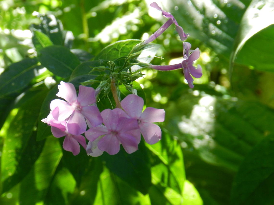 Phlox  Geotagged,Phlox paniculata,United States,garden phlox