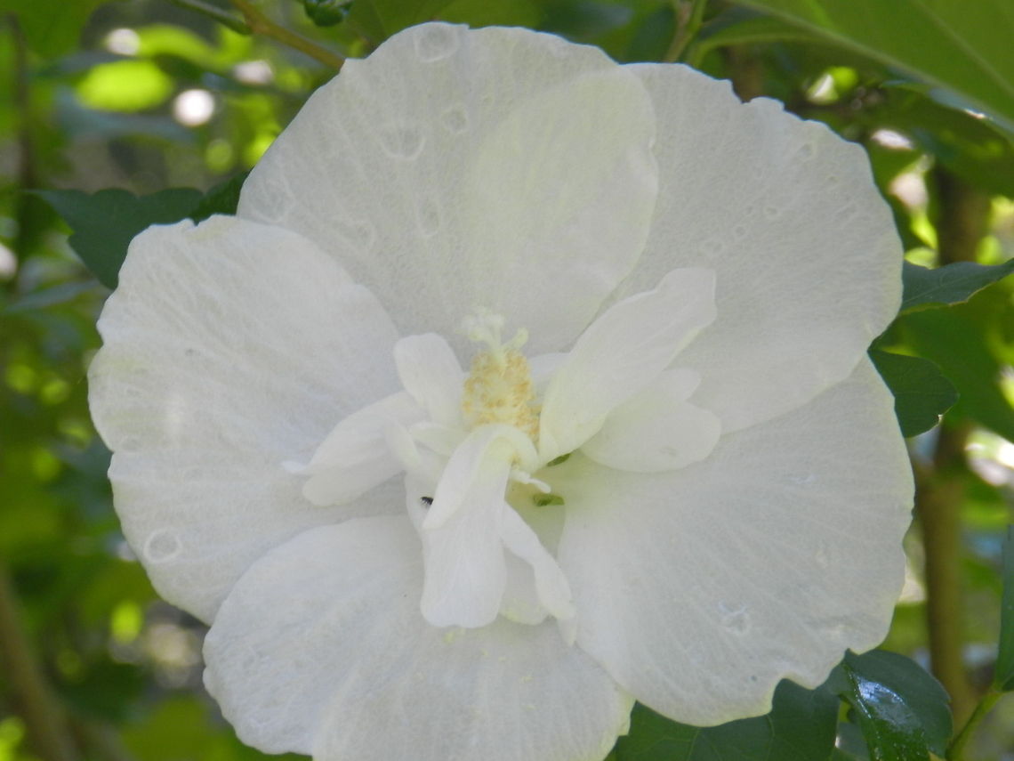 Rose of Sharon  Geotagged,Hibiscus syriacus,Rose of Sharon,United States