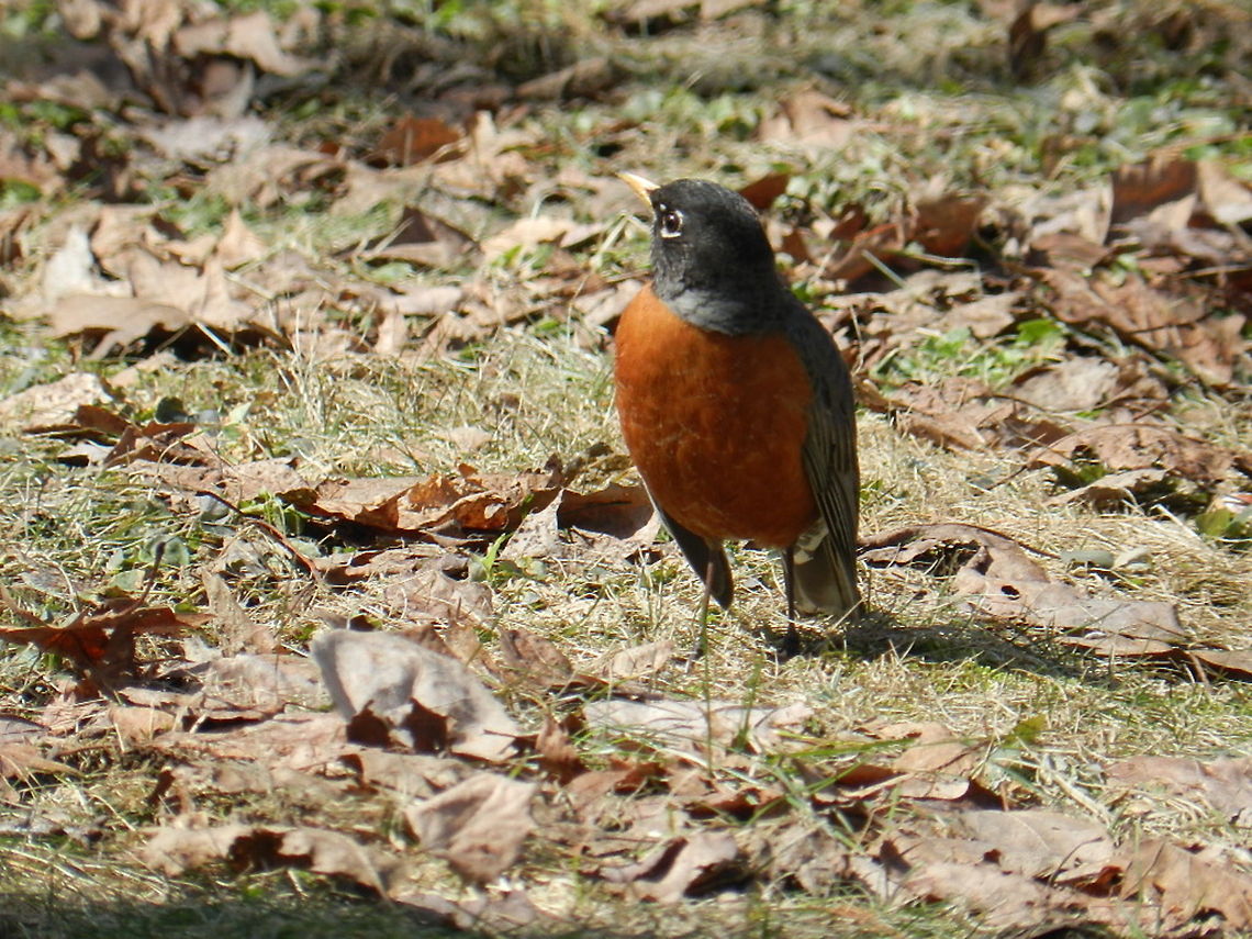 Robin  American Robin,Geotagged,Turdus migratorius,United States
