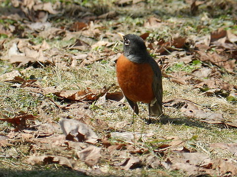 Robin  American Robin,Geotagged,Turdus migratorius,United States
