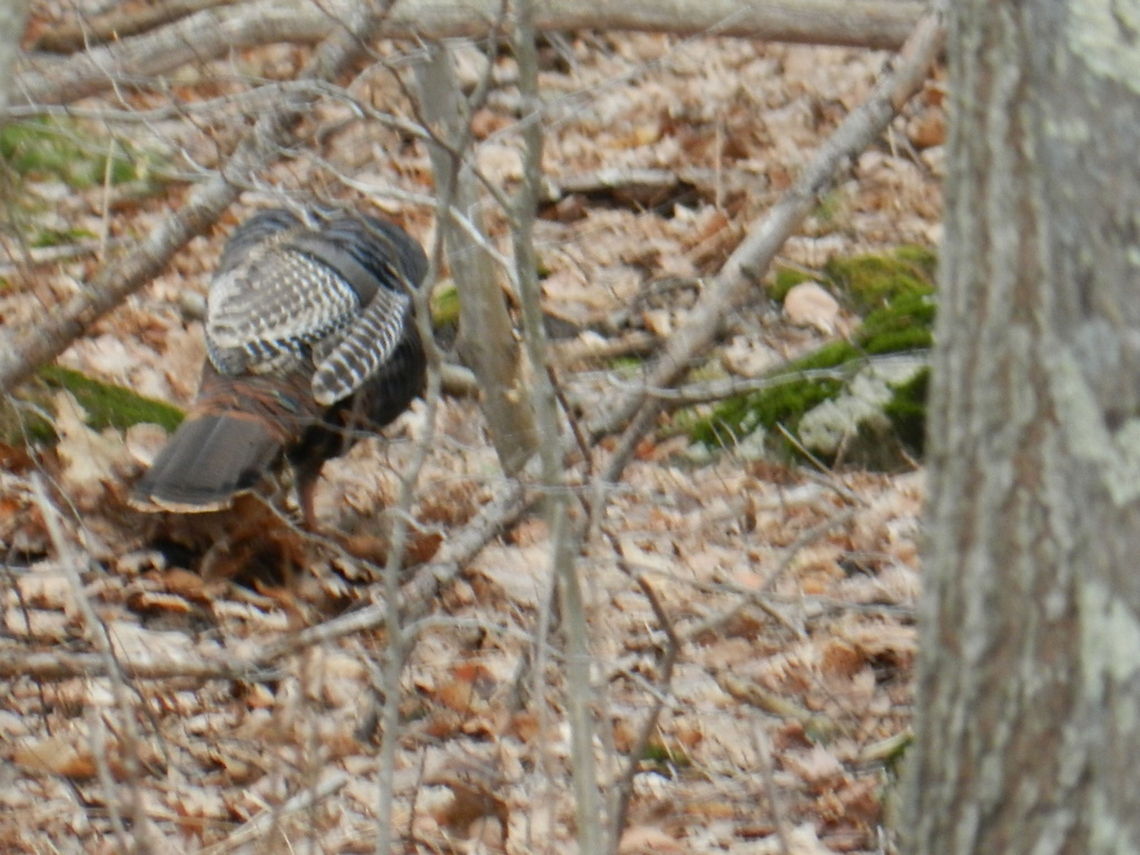 Wild turkey  Geotagged,Meleagris gallopavo,United States,Wild turkey