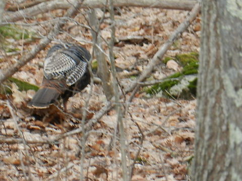 Wild turkey  Geotagged,Meleagris gallopavo,United States,Wild turkey