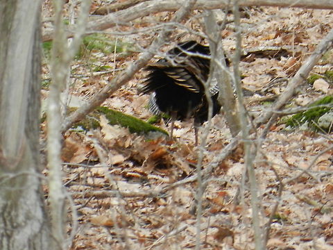 Wild turkey Wild turkey hiding in the woods Geotagged,Meleagris gallopavo,United States,Wild turkey