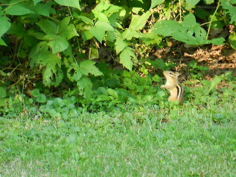 Chipmunk  Eastern chipmunk,Geotagged,Tamias striatus,United States
