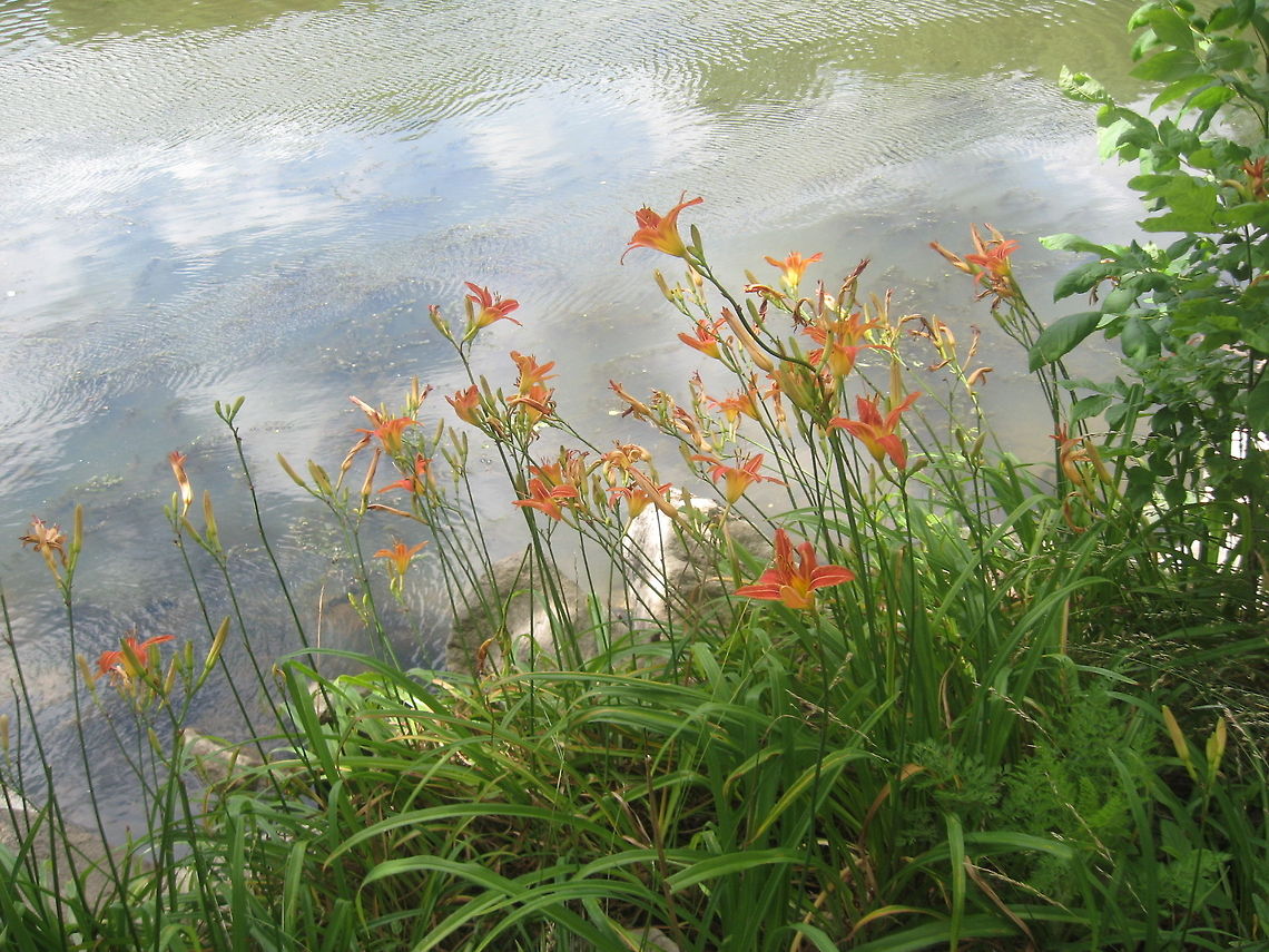 Daylily  Geotagged,Hemerocallis fulva,United States