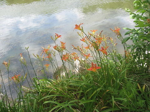Daylily  Geotagged,Hemerocallis fulva,United States