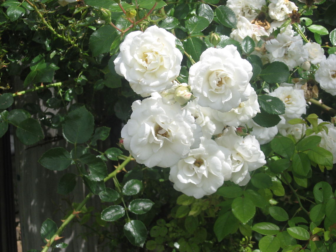 rose  Alcea rosea,Chinese hibiscus,Common Rose,Geotagged,Hibiscus rosa-sinensis,Pachliopta aristolochiae,Rosa rubiginosa,United States