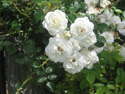 rose  Alcea rosea,Chinese hibiscus,Common Rose,Geotagged,Hibiscus rosa-sinensis,Pachliopta aristolochiae,Rosa rubiginosa,United States