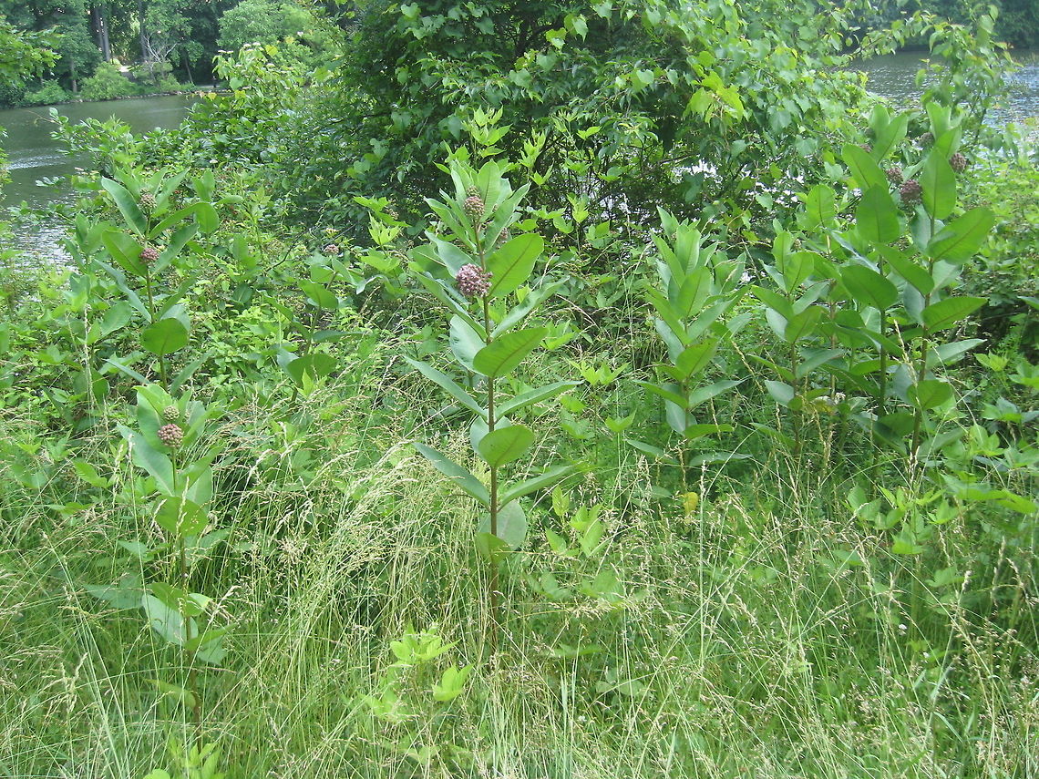Joe-pye weed  Asclepias syriaca,Common milkweed,Eutrochium maculatum,Geotagged,Spotted Joe-pye Weed,United States