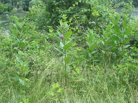Joe-pye weed  Asclepias syriaca,Common milkweed,Eutrochium maculatum,Geotagged,Spotted Joe-pye Weed,United States