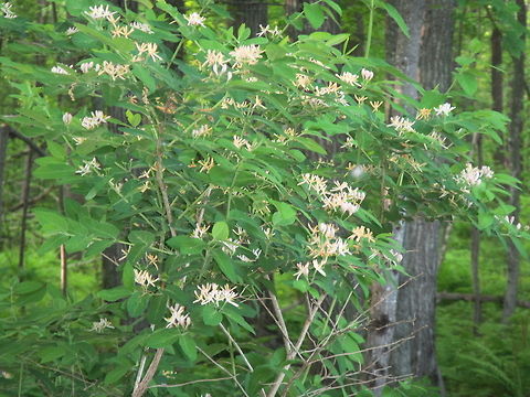 Lonicera  Common Honeysuckle,Geotagged,Lonicera periclymenum,United States