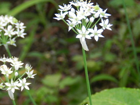 Alium  Allium fistulosum,Geotagged,United States,Welsh onion