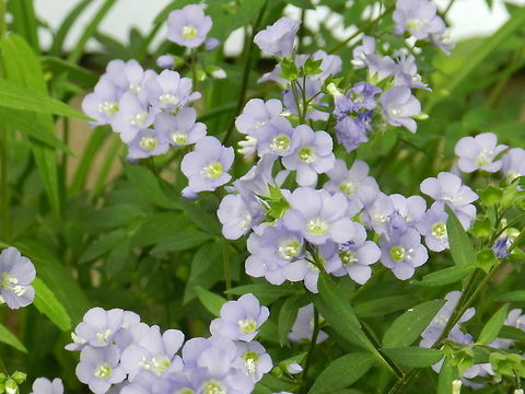 Jacob's Ladder, Polemonium caeruleum  Jacob's Ladder,Polemonium caeruleum