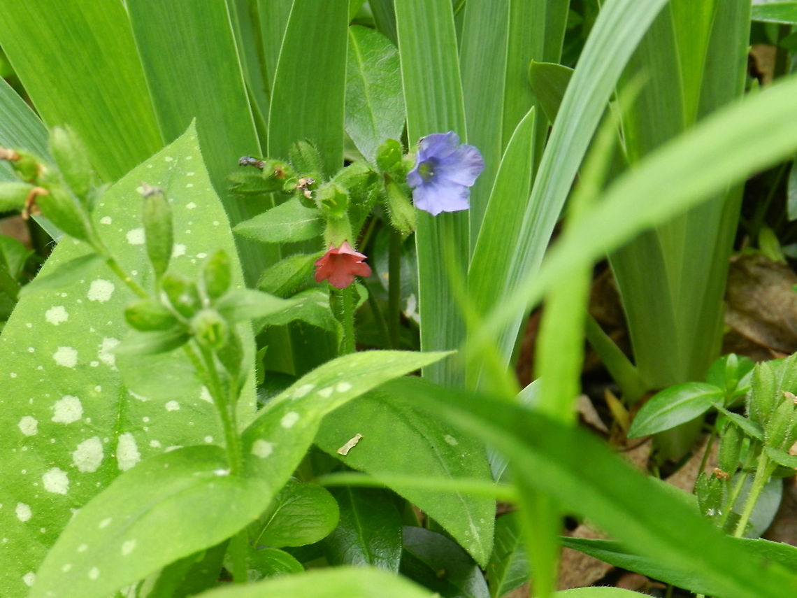 Lungwort  Common lungwort,Pulmonaria angustifolia,Pulmonaria officinalis