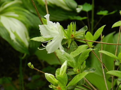Azalea  Geotagged,Rhododendron ponticum,United States