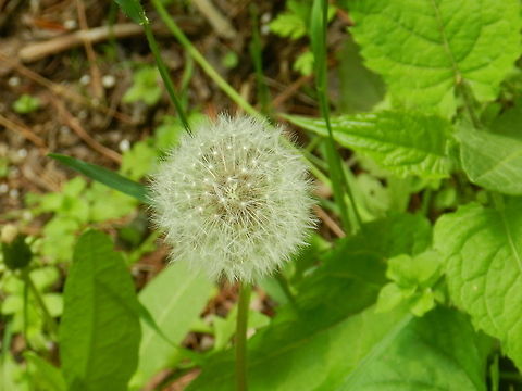 Dandelion  Common dandelion,Geotagged,Taraxacum officinale,United States