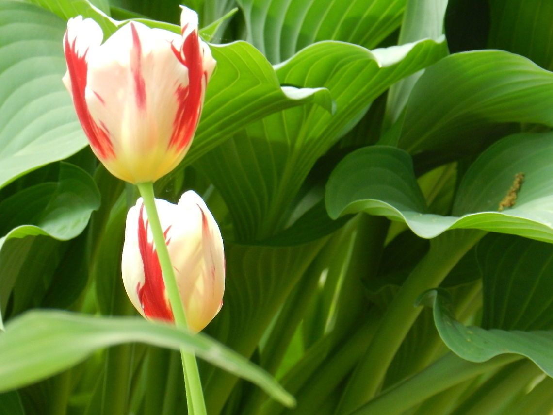 Tulip Cultivated tulip Geotagged,Tulipa humilis,Tulipa pulchella,United States,tulipa humilis