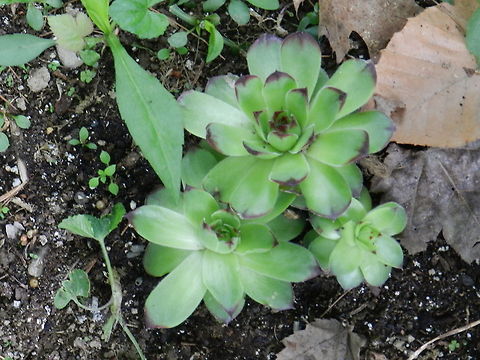 Hen and chicks  Common Houseleek,Geotagged,Sempervivum tectorum,United States