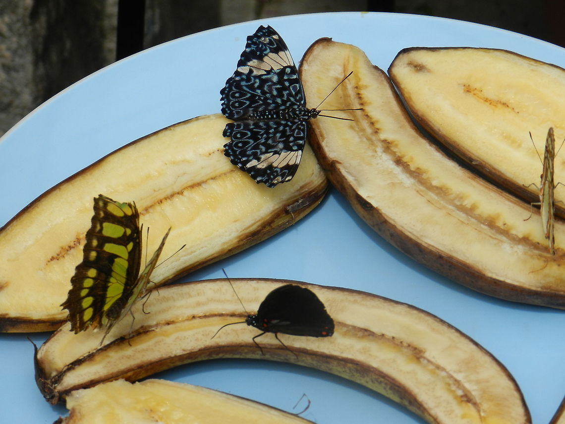 Butterflies snacking  Butterflies,Hamadryas amphinome,Red Cracker