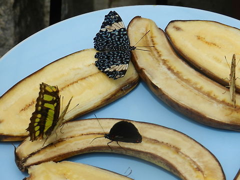 Butterflies snacking  Butterflies,Hamadryas amphinome,Red Cracker