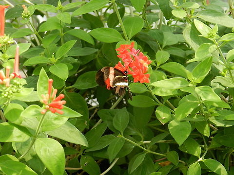 Butterfly Doris Longwing-red form Butterfly,Doris Longwing,Geotagged,Laparus doris,United States
