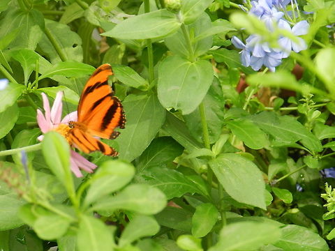 Banded Orange Heliconian Brookside Gardens, Silver Springs, MD Butterfly