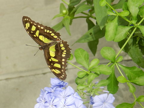 Malachite Brookside Gardens, Silver Springs, MD. Butterfly,Malachite,Siproeta stelenes