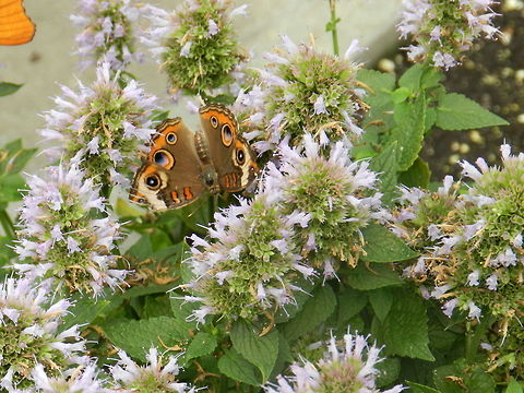 Butterfly Brookside Gardens, Silver Springs, MD Butterfly,Common Buckeye,Geotagged,Junonia coenia,United States
