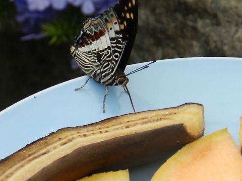 Butterfly Brookside Gardens, Silver springs, MD Butterfly,Charaxes castor,Charaxes varanes,Geotagged,Giant Emperor,Pearl Emperor,United States