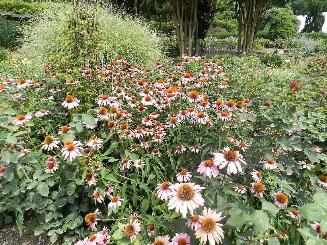 Purple Cone Flower Brookside Gardens, Silver Springs, MD Cone Flower,Geotagged,Purple,United States
