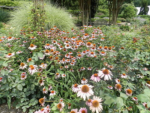 Purple Cone Flower Brookside Gardens, Silver Springs, MD Cone Flower,Geotagged,Purple,United States