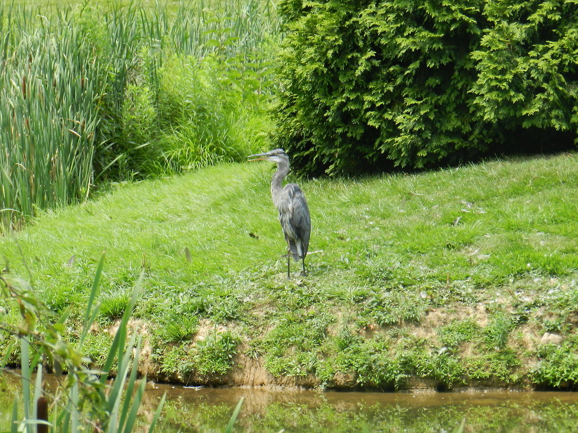 Heron  Ardea herodias,Geotagged,Great Blue Heron,Heron,United States