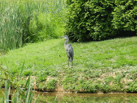 Heron  Ardea herodias,Geotagged,Great Blue Heron,Heron,United States