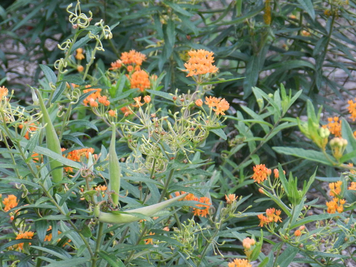 Butterfly weed Brookside Gardens, Silver Springs, MD Asclepias tuberosa,butterfly weed
