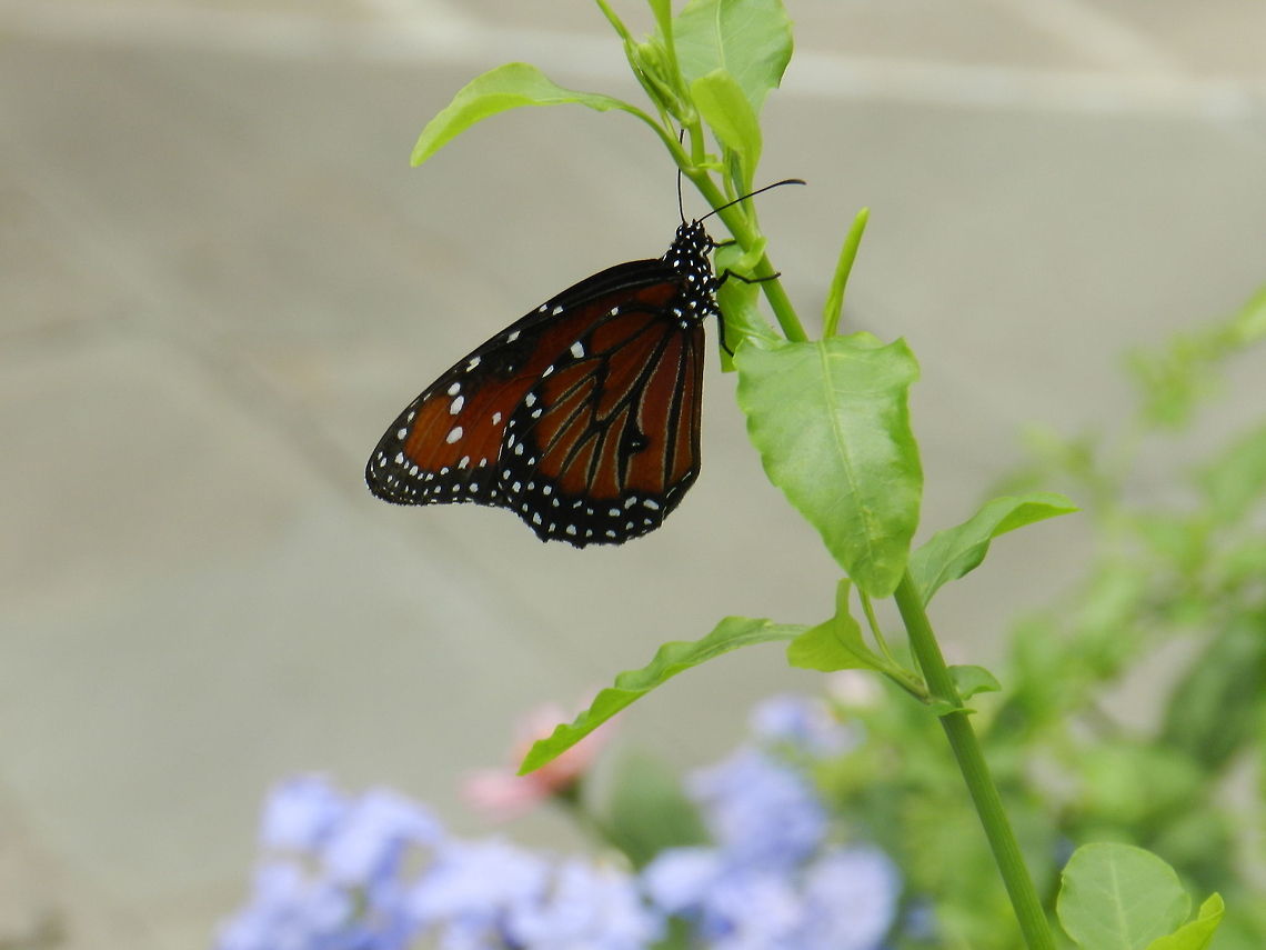Queen Butterfly Brookside Gardens, Silver Springs, MD Butterfly,Danaus gilippus,Queen