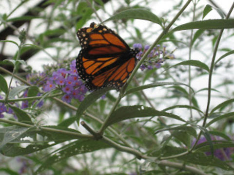 Monarch butterfly Monarch butterfly on butterfly bush (an invasive species) Danaus plexippus,Geotagged,Monarch,United States