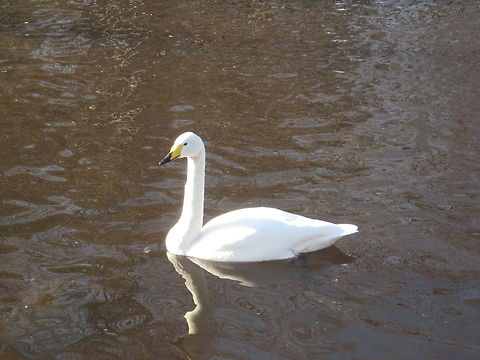 The Whooper swan  Anser cygnoides,Cygnus cygnus,Geotagged,Swan Goose,United States,Whooper swan