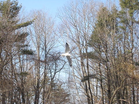 Sea gull  American Herring Gull,Geotagged,Larus smithsonianus,United States