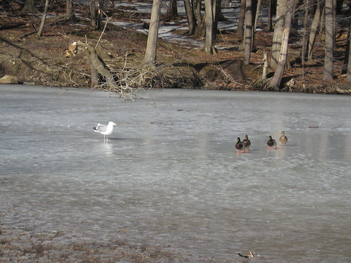 Frozen pond Brr...not too cold for these birds.