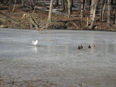 Frozen pond Brr...not too cold for these birds.