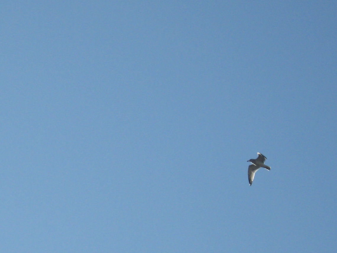 Sea gull  American Herring Gull,Geotagged,Larus smithsonianus