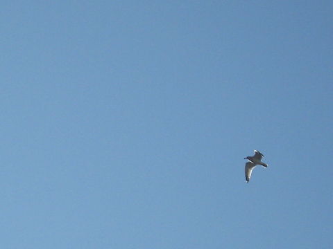 Sea gull  American Herring Gull,Geotagged,Larus smithsonianus